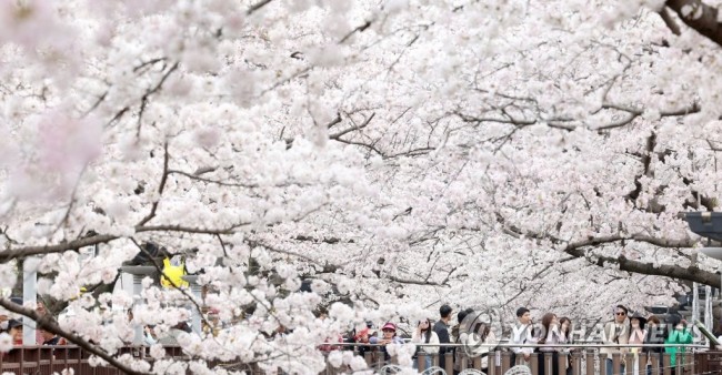 지난해 벚꽃 절정