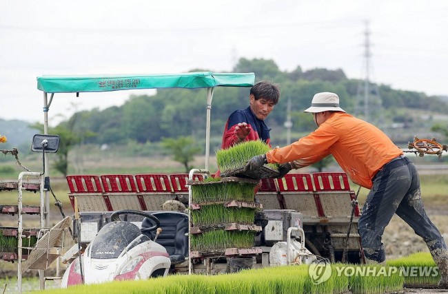 모내기 시작된 농촌