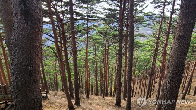 대관령 소나무 숲