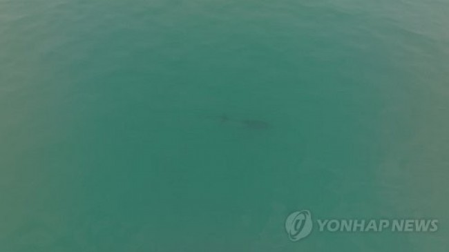 폐어구 걸린 제주 남방큰돌고래 
